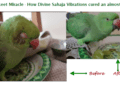 Parakeet Miracle