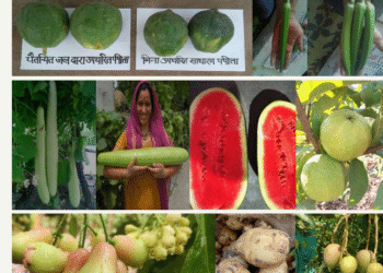 Sahaja Krishi